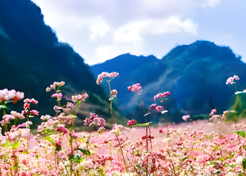 Đêm miền ngược