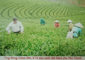 Người thương binh xây dựng thương hiệu Chè Phú Thịnh ở thị xã Phú Thọ