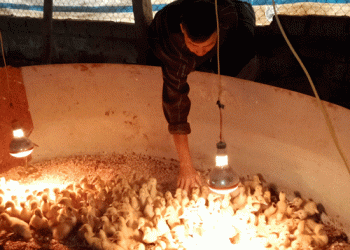 Nông dân Vân Du – Đoan Hùng học tập làm theo gương Bác