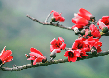 Những mùa hoa gạo