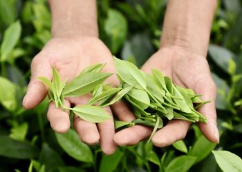 Hương vị chè Xuân