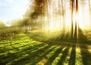 Thoảng nghe tiếng chim vương đầy nắng ngọt